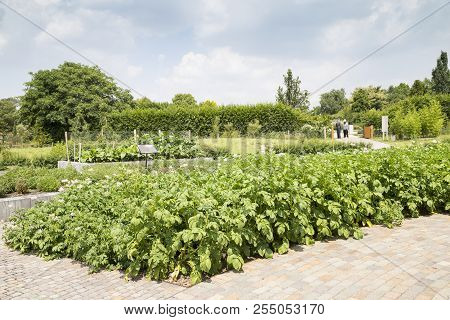 A Row Of Potato Plants Blossoms In Summer On Rhs Hyde Hall Garden - Uk