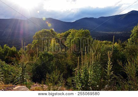 Mountains, Sub Alpine Woodland And Sun Flare In Tidbinbilla Nature Reserve, Near Canberra, Australia