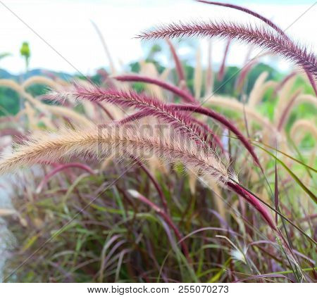 Beautiful Grass Flower With Sunlight.