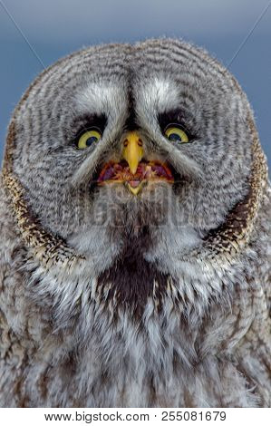 Eagle-owl Sitting On The Stone. Detail Of The Bigest European Owl. Predator And Ruins. Mysterious Sc