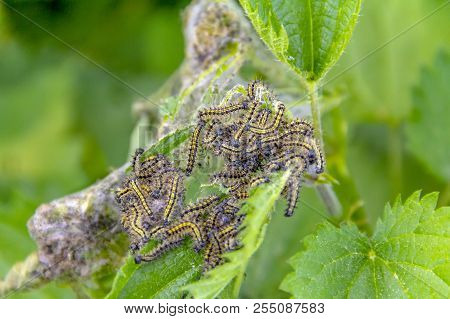 Colony Of Small Tortoiseshell Caterpillars In Natural Green Leavy Ambiance