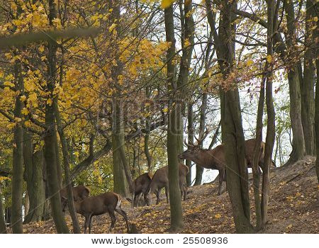 Cervus Elaphus