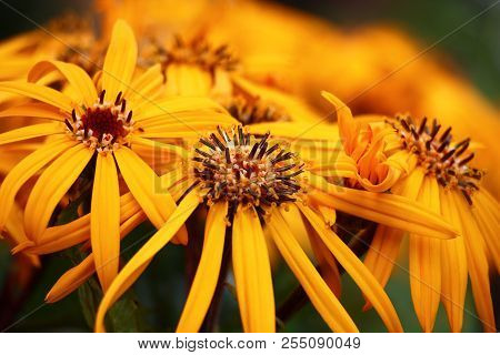 The Ligularis Dentata Plentifully Blossoms Yellow Bright Flowers.