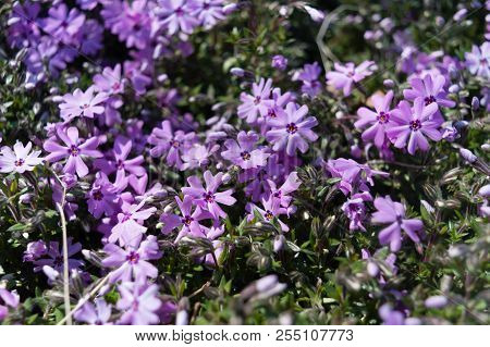 Purple Woodland Phlox (phlox Divaricata Or Wild Sweet William Flowers) Meadow, Spring Flowers, Selec