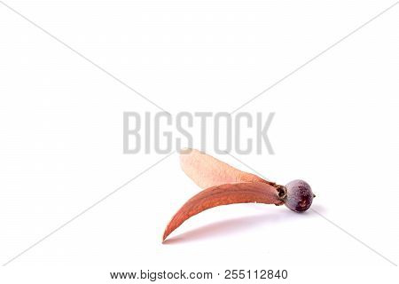 Dipterocarpus Alatus Flower On White Background