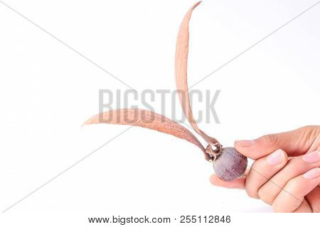 Hand Holding Dipterocarpus Alatus Flower On White Background