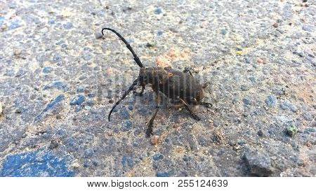Large Baleen Beetle On A Country Road
