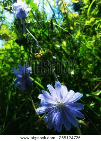 Сhicory Flowers In Thickets Of Green Grass