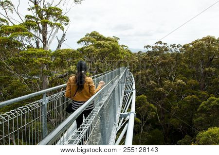 Tree Top Walk In Valley Of The Giants - Walpole - Australia