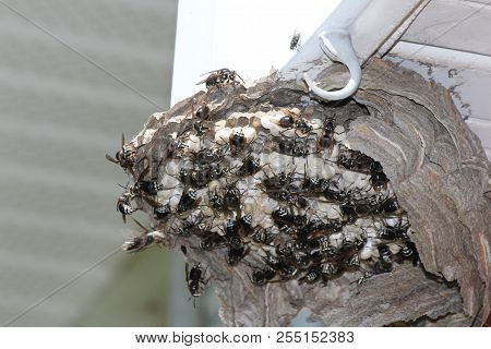 Bald Faced Hornets Clustered Around Eggs At A Broken Nest/hive.