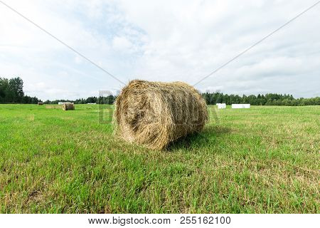 Sunny Meadow And Hay Making. Season Of Harvest In Agriculture.
