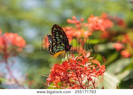 Cairns Birdwing Butterfly Ornithoptera Euphorion