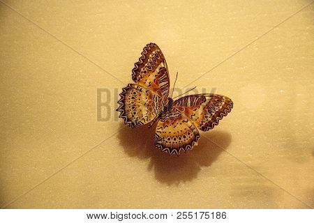 Red Lacewing Butterfly Cethosia Biblis Viridis Pinned On A Display Board As A Specimen.