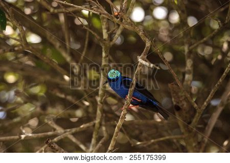 Red-legged Honeycreeper Cyanerpes Cyaneus