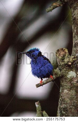 Red-legged Honeycreeper Cyanerpes Cyaneus