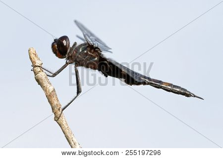 Black Saddlebags Dragonfly (tramea Lacerata) Perched On A Twig - Ontario, Canada