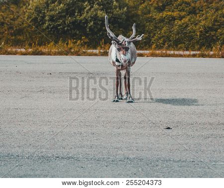 Luosto Lapland, Reindeers On A Parking Lot Looking On A Summer Day