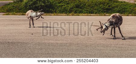 Luosto Lapland, Reindeers On A Parking Lot Scratching Them Self On A Summer Day