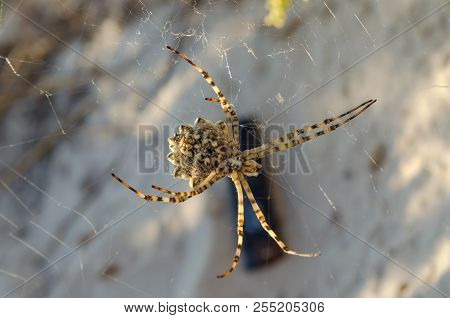 Argiope Lobata Spider (araneidae)