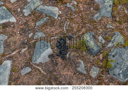 Luosto Lapland Finland, Excrement From A Reindeer