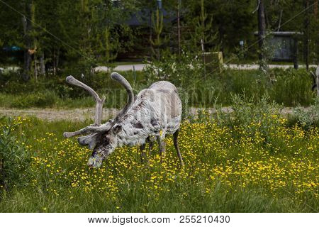 Luosto Finland, White Reindeer Looking And Eating Flowers