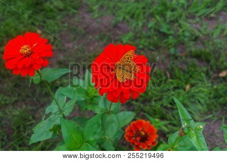 Colorful Beautiful Flowers Of Zinnia In The City Park.