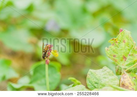 Large Brown Striped Wasp Resting Om Stem Of Plant With Blurred Background.
