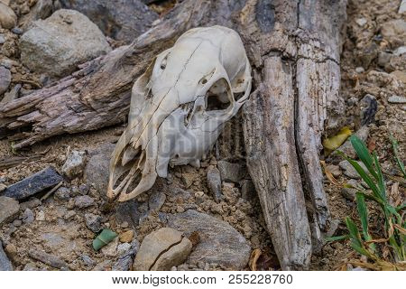 Deer Skull Between Fork Of Tree Trunk Lying On Ground In Countryside.