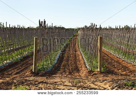 Tomato Plantation - Carnarvon - Western Australia