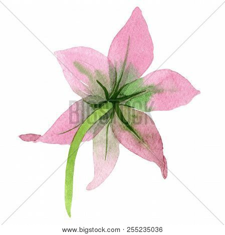 Watercolor Pink Amarylis Flower. Floral Botanical Flower. Isolated Illustration Element.