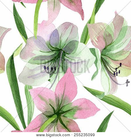 Watercolor Pink Amarylis Flower. Floral Botanical Flower. Seamless Background Pattern.