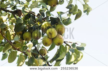 Pear Tree, A Branch On Which Grow Pears, Close-up, Punchbag