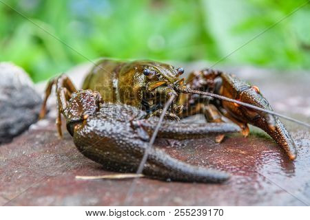 Live European Crayfish (astacus Astacus) On Stone, Wildlife Animal