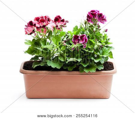 Colorful  Pelargonium Flowers In Rectangular Flowerpot Isolated On White