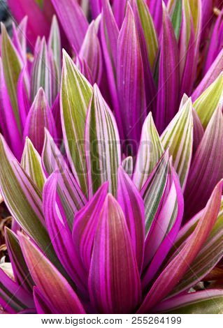 Tradescantia Spathacea (boat Lily,oyster Lily,oyster Plant) Close Up.floral Background. Selective Fo