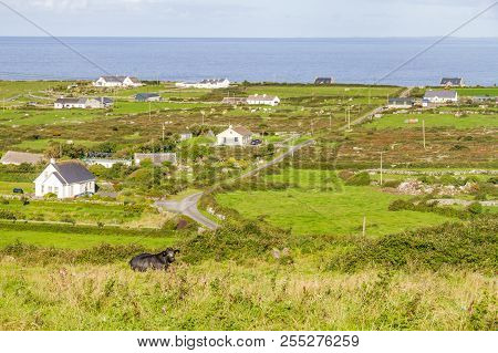 Cow Resting With Farms And Houses In The Fanore Village In Background