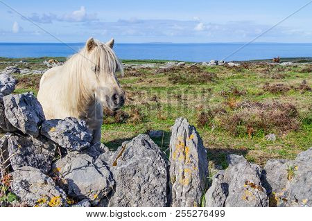 White Horse Over Burren Mountains In Fanore