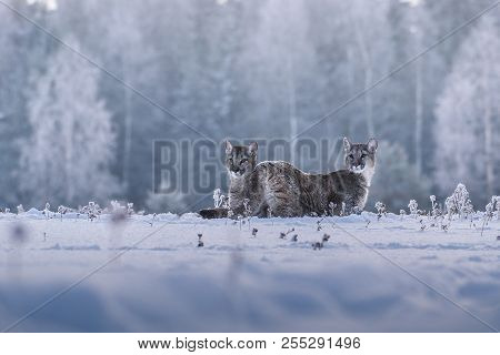 Cougar (puma Concolor), Also Commonly Known As The Mountain Lion, Puma, Panther, Or Catamount. Is Th