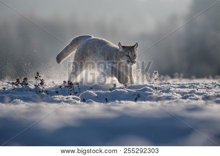 Cougar (puma Concolor), Also Commonly Known As The Mountain Lion, Puma, Panther, Or Catamount. Is Th