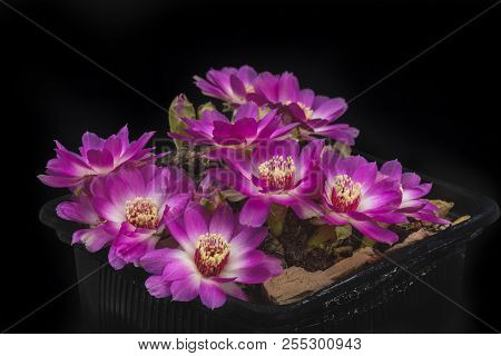 Cactus Sulcorebutia Rauschii With Flower Isolated On Black.