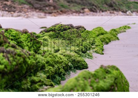 Abstract Seaweed Patter. Background Pattern Of Seaweed