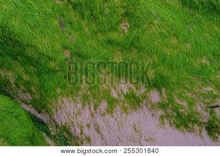 Abstract Seaweed Patter. Background Pattern Of Seaweed
