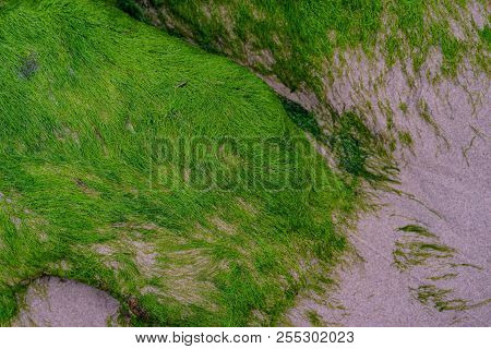 Abstract Seaweed Patter. Background Pattern Of Seaweed