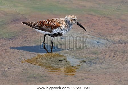 Dunlin (calidris อัลพิน่า)
