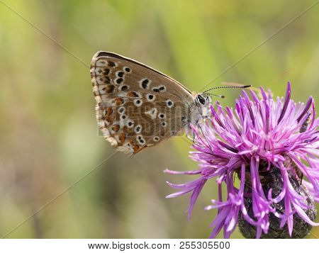 The Chalkhill Blue (polyommatus Coridon) Butterfly Sitting On A Blooming Flower And Feeding