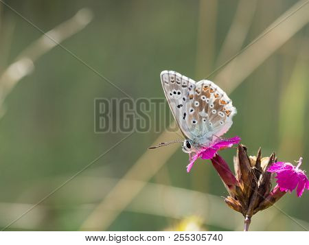 The Chalkhill Blue (polyommatus Coridon) Butterfly Sitting On A Blooming Flower And Feeding