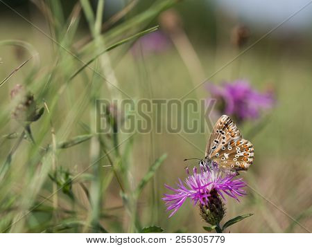 The Chalkhill Blue (polyommatus Coridon) Butterfly Sitting On A Blooming Flower And Feeding