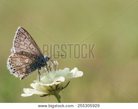 The Chalkhill Blue (polyommatus Coridon) Butterfly Sitting On A Blooming Flower And Feeding