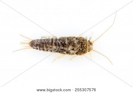Pest Insect Silverfish Lepisma Saccharina Isolated On White Background