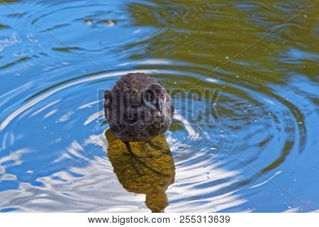 Young Common Moorhen In A Water Looking Toward Camera. Gallinula Chloropus - Bird Species In The Fam
